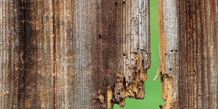 how to seal rotting wood